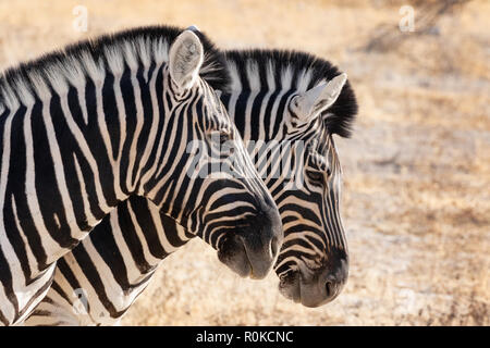 Zebra africa - close up of the heads of two adult Common Zebra ( Plains Zebra, Burchells Zebra, Equus Quagga ), Etosha national park, Namibia Africa Stock Photo