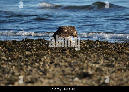 A Juvenile bald eagle eating fish on the beach of Sunshine Coast BC Canada Stock Photo