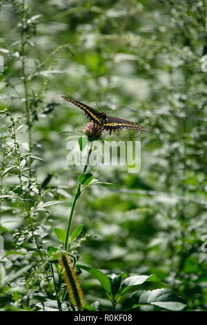 Black and Yellow Butterfly in a Garden of Flowers on a Sunny Spring Day Stock Photo