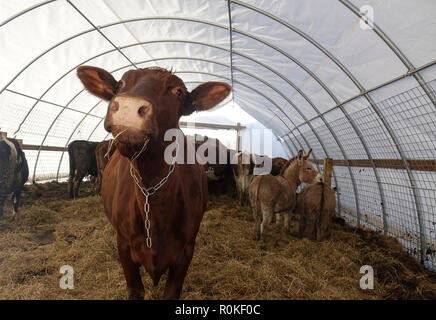 Portrait of a Brown Cow inside a Tent Standing on Top of Hay with Donkeys in the Background Stock Photo