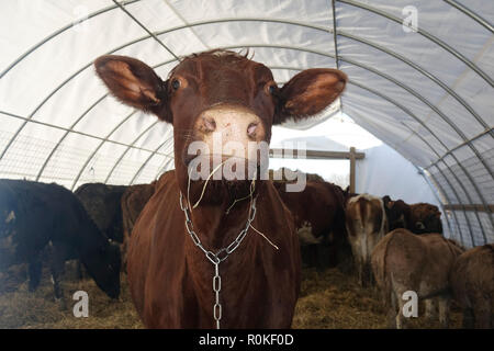 Portrait of a Brown Cow inside a Tent Standing on Top of Hay with Donkeys in the Background Stock Photo