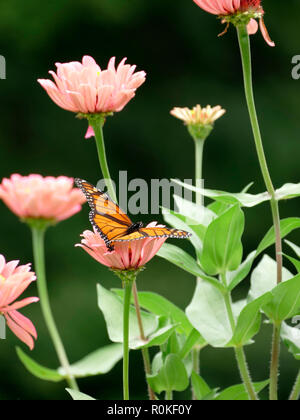 Monarch Butterfly Pollinating a Pink Flower in a Garden of Daisies and Wildflowers Stock Photo