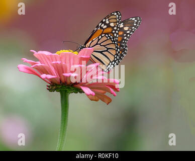 Monarch Butterfly Pollinating a Pink Zinnia Flower in a Garden of Daisies and Wildflowers Stock Photo