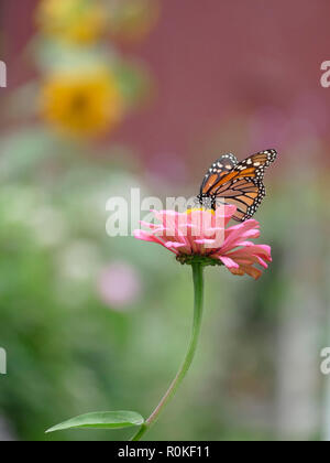 Monarch Butterfly Pollinating a Pink Zinnia Flower in a Garden of Daisies and Wildflowers Stock Photo