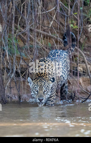 An adult female jaguar, Panthera onca, taking a drink on the riverbank of Rio Tres Irmao, Mato Grosso, Brazil. Stock Photo