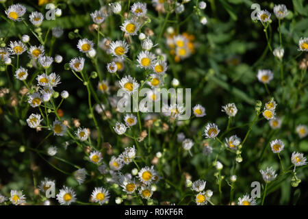Daisy Fleabane, Erigeron annuus, growing near the Arkansas river in Wichita, Kansas, USA, and just beginning to bloom. Stock Photo
