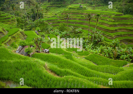 Beautiful paddy terrace locate in Tegalalang , Ubud Bali . This is how local earn their money and food through hard work from these farm. Stock Photo