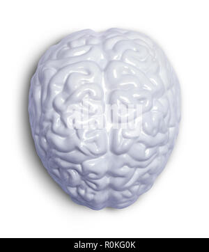 Human brain model isolated on white background with clipping path Stock ...