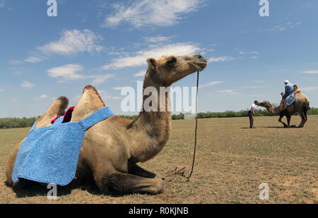 The bactrian camels for tourists riding in steppe, Astrakhan, Russia Stock Photo