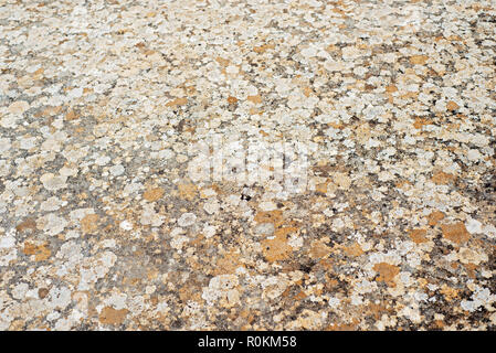 Stone texture full of moss and molds Stock Photo