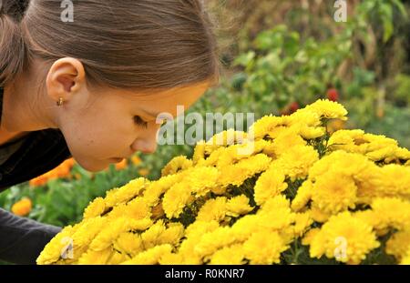 Cut little child, 9 years old, girl, smelling a bush of yellow Chrysanthemums flowers. Close up side portrait Stock Photo