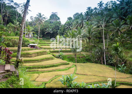 The sun rises over the green fields of the Tegalalang rice paddies in the heart of Bali, Indonesia Stock Photo