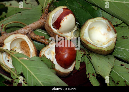Fruit of the horse chestnut tree, conkers. Stock Photo