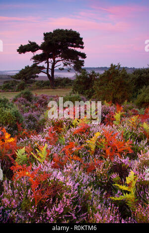 Pink dawn skies at Bratley View in the New Forest. Autumnal colours at dawn, with a Scott's Pine tree, synonymous with the New Forest. Stock Photo