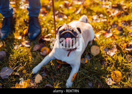 Master walking pug dog in autumn park. Happy puppy sitting on grass by man's legs. Dog resting outdoors Stock Photo