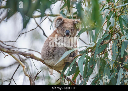 Koala (Phascolarctos cinereus) sitting on a bamboo tree, South Australia, Australia Stock Photo