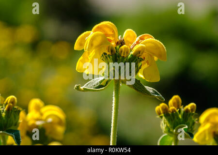 Flower of Jerusalem sage (Phlomis fruticosa), Qark Gjirokastra, Albania Stock Photo