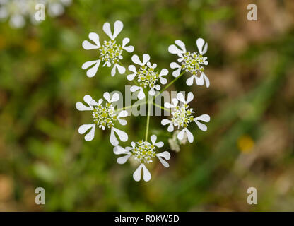 Mediterranean hartwort (Tordylium apulum), Albania Stock Photo