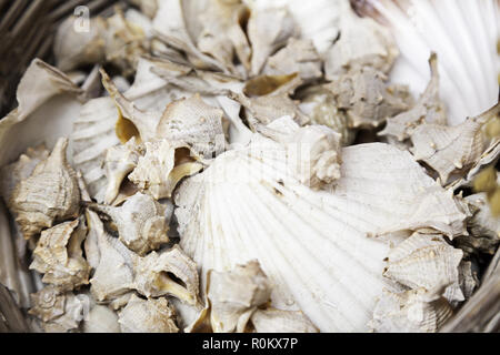 Seashells, detail of some ancient sea mollusk shells, decoration and detail Stock Photo