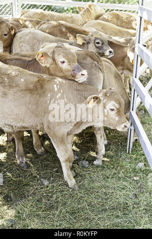 Young calves on a farm, animals mammals of little old meat and milk production, livestock Stock Photo