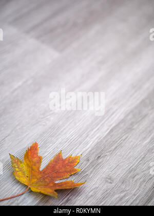 A real maple leaf with a gradient of red, orange and yellow colors laying in the corner isolated on a gray wood grain texture background for autumn. Stock Photo