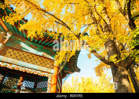 Autumn ginkgo trees and Korean traditional pavilion at Children's Grand Park in Seoul, Korea Stock Photo