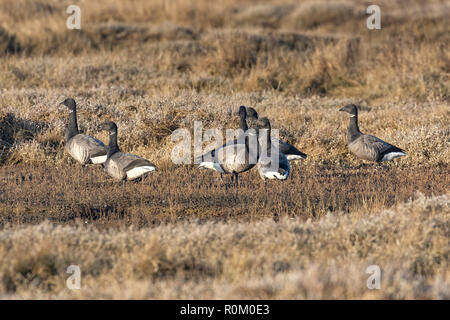 Brent Geese on the Norfolk Marshes, East Anglia, UK Stock Photo