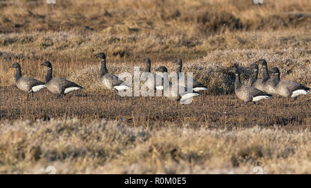 Brent Geese on the Norfolk Marshes, East Anglia, UK Stock Photo