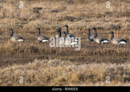 Brent Geese on the Norfolk Marshes, East Anglia, UK Stock Photo