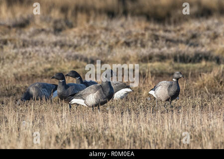 Brent Geese on the Norfolk Marshes, East Anglia, UK Stock Photo