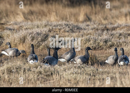 Brent Geese on the Norfolk Marshes, East Anglia, UK Stock Photo