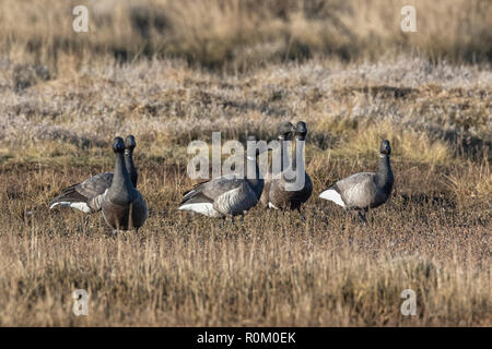 Brent Geese on the Norfolk Marshes, East Anglia, UK Stock Photo