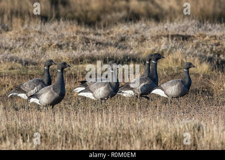 Brent Geese on the Norfolk Marshes, East Anglia, UK Stock Photo