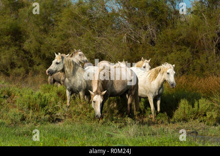 White Camargue Horses running in water Stock Photo