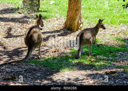 Kangaroos at Rockhampton Botanical Gardens & Zoo Stock Photo
