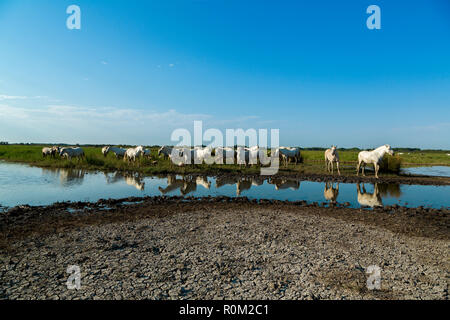 White camargue horses, Saintes Mariede la Mer, France Stock Photo