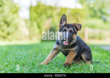 German shepherd puppy in the grass, playing, running. Cute dog outdoors portrait Stock Photo