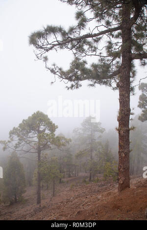 Cloud pine trees in fog near Vilaflor on Tenerife, Canary Islands Stock Photo