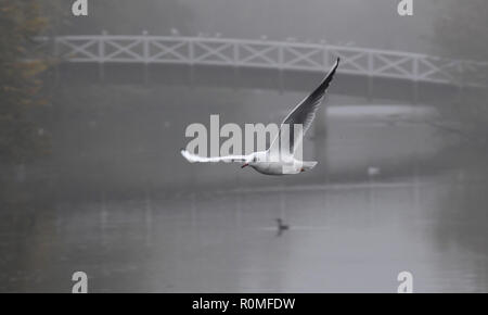 Schleswig, Germany. 06th Nov, 2018. A seagull flies in the morning fog along a bridge near the Schlei. Credit: Carsten Rehder/dpa/Alamy Live News Stock Photo