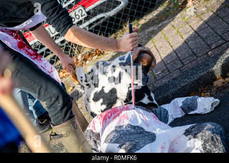 Oldenburg, Germany. 06th Nov, 2018. A man dressed as a butcher with a bloody apron and a knife in his hand symbolically kills a person dressed as a cow. Activists of the German animal protection office demonstrate before an Oldenburger slaughterhouse, after secretly turned video recordings from the slaughterhouse possible offences against the animal protection law to the public guessed. Credit: Mohssen Assanimoghaddam/dpa/Alamy Live News Stock Photo