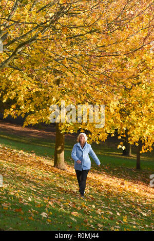 Brighton UK 6th November 2018 - A walker enjoys a stroll through the colourful Autumn leaves in Queens Park Brighton on a beautiful warm sunny afternoon Credit: Simon Dack/Alamy Live News Stock Photo
