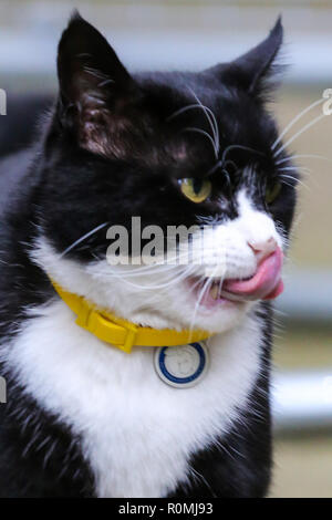 Downing Street. London, UK 6 Nov 2018 - Palmerston, the Foreign Office cat in Downing Street as Ministers attend weekly Cabinet Meeting.   Credit: Dinendra Haria/Alamy Live News Stock Photo