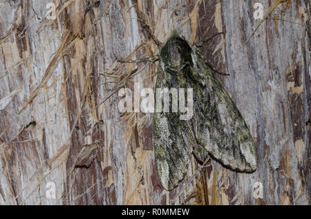 Hagen's Sphinx, Ceratomia hageni Stock Photo