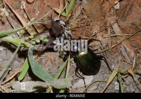 Caterpillar Hunter, Calosoma sp., capturing Vashti Sphinx, Sphinx vashti Stock Photo