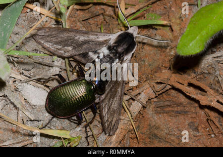 Caterpillar Hunter, Calosoma sp., capturing Vashti Sphinx, Sphinx vashti Stock Photo