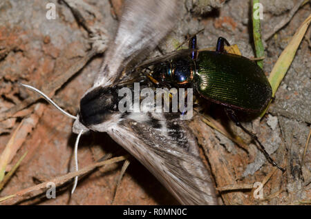 Caterpillar Hunter, Calosoma sp., capturing Vashti Sphinx, Sphinx vashti Stock Photo