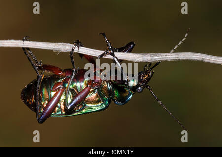 Caterpillar Hunter, Calosoma sp. Stock Photo