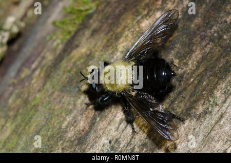 Bee-like Robber Fly, Laphria flavicollis, female Stock Photo