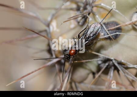 Braconid Wasp, Family Braconidae, female on cholla, Cylindropuntia imbricata, cactus Stock Photo