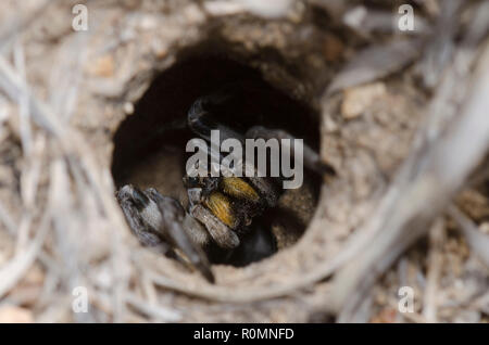 Carolina Wolf Spider, Hogna carolinensis, in burrow Stock Photo